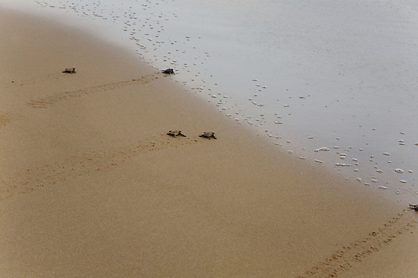 포토 JPG 해외이미지 동물 아시아 도로 야생동물 모래 파도 바다 섬 파충류 자연 새로움 사람없음 물 걷기 검은색 거품 아기 신생아 생일 그룹 구출 거북이 작음 검색 시작 멸종 기어가기 스리랑카 열대기후 인내 취급주의 해외202004 해외포토 자연요소 기념일 나라 길 컬러 컨셉 교통시설 모션 경고 사람 도움 크기 생태계 파일형식 이미지허브