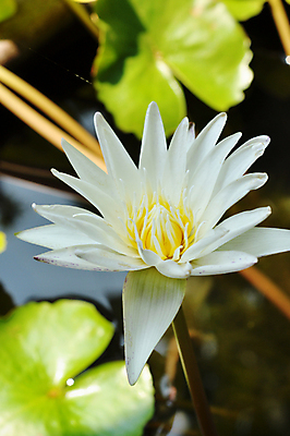 포토 JPG 해외이미지 식물 공원 꽃잎 꽃 아시아 호수 선 음식 분홍색 백그라운드 잎 꽃무늬 패턴 자연 연꽃 동양인 사람없음 야외 빨간색 초록색 물 여름 빛 컬러풀 반사 노란색 환경 정원 검은색 봄 벚꽃 흰색 연못 신선 업무 신용카드 개화 백합 내추럴 이국적 해외202004 해외포토 자연요소 계절 공공시설 나라 컬러 무늬 인종 금융 작업 생태계 파일형식 이미지허브