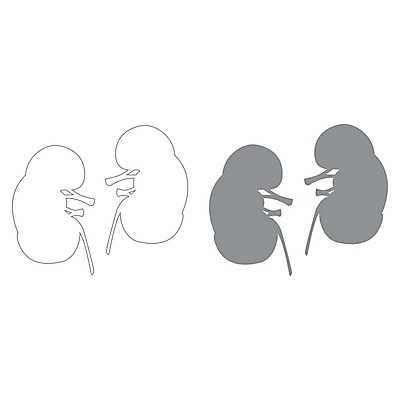 EPS 해외이미지 과학 신체 일러스트 해부 건강 사람 내부 약 회색 오르간 신장 심볼 사인 생물학 시스템 정맥 고립 해외202004 해외일러스트 교육 컬러 의학 건반악기 비뇨기관 혈관 파일형식 벡터 이미지허브