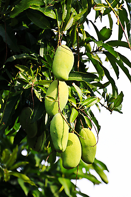 포토 JPG 해외이미지 나무 식물 계절 아시아 음식 잎 농업 과일 자연 건강 사람없음 야외 초록색 농장 정원 나뭇가지 시골 신선 유기농 망고 내추럴 숙성 채식주의자 해외202004 해외포토 웰빙 나라 산업 컬러 열대과일 생태계 채식 파일형식 이미지허브