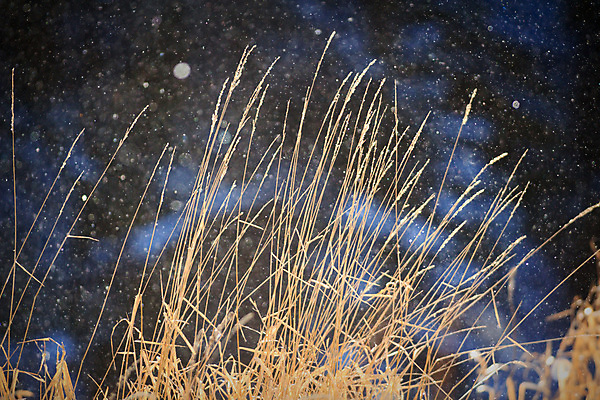 포토 JPG 해외이미지 식물 계절 공원 꽃 백그라운드 잎 밭 농업 자연 날씨 풍경 잔디 사람없음 야외 초록색 여름 빛 햇빛 태양 농장 노란색 환경 정원 맑음 일몰 봄 성장 흰색 시골 신선 낟알 땅 허브 내추럴 땅바닥 생태학 해외202004 해외포토 자연요소 공공시설 교육 산업 컬러 바닥 노을 생태계 파일형식 이미지허브