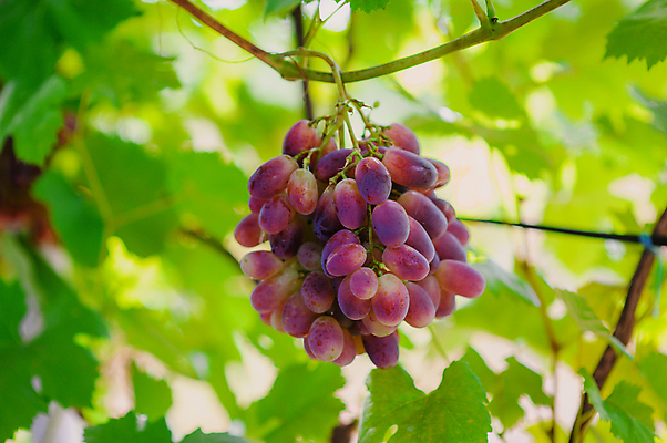포토 JPG 해외이미지 계절 음식 백그라운드 잎 밭 농업 다이어트 과일 자연 포도 추상 건강 풍경 사람없음 빨간색 초록색 여름 파란색 컬러풀 햇빛 와인 정원 보라색 봄 수확 성장 가을 나뭇가지 시골 신선 다발 유기농 포도밭 포도나무 내추럴 블러 숙성 양조장 카피스페이스 해외202004 해외포토 나무 식물 웰빙 산업 컬러 무늬 주류 태양 공백 과일나무 생태계 파일형식 이미지허브