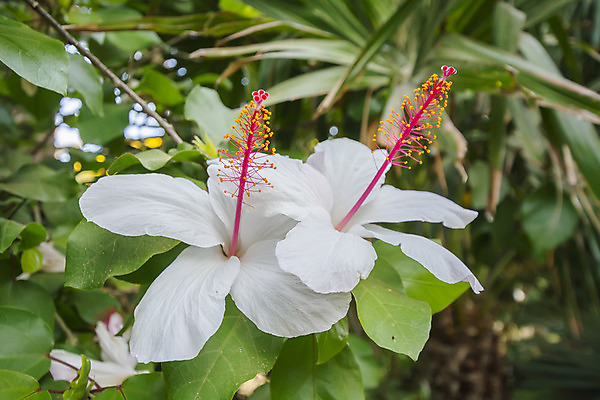 포토 JPG 해외이미지 주간 사람없음 야외 취급주의 히비스커스 전경 해외202004 해외포토 자연요소 꽃 경고 풍경 파일형식 탑뷰 이미지허브 이미지허브