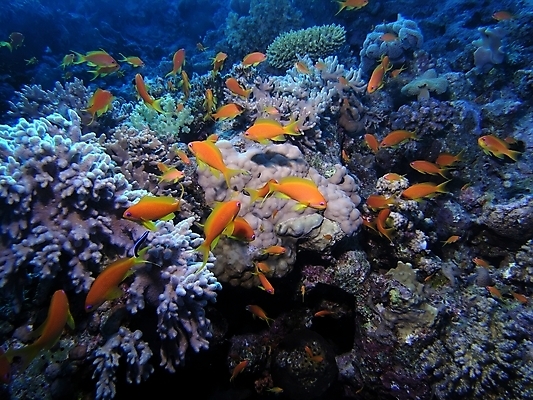 포토 JPG 해외이미지 식물 동물 야생동물 자연 표면 어류 사람없음 물 반사 수중 투명 스노클링 산호 잠수부 암초 동물상 해외202004 해외포토 자연요소 조형물 수중동물 수상스포츠 자포동물 전문직 생태계 파일형식 이미지허브