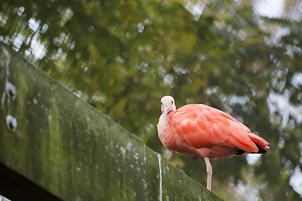 포토 JPG 해외이미지 동물 야생동물 백그라운드 날개 자연 조류 생물 사랑 사람없음 야외 빨간색 컬러풀 환경 활발 관찰 황무지 보호 깃털 묘사 부리 진홍색 멸종 물새 계산서 내추럴 강렬 동물상 이국적 해외202004 해외포토 감정 컬러 컨셉 모션 조형물 생태계 파일형식 이미지허브