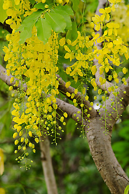 포토 JPG 해외이미지 식물 꽃잎 꽃 분홍색 잎 꽃무늬 자연 사람없음 초록색 여름 컬러풀 봄 벚꽃 내추럴 해외202004 해외포토 계절 컬러 무늬 생태계 파일형식 이미지허브