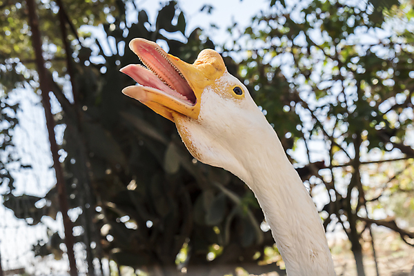 포토 JPG 해외이미지 동물 척추동물 야생동물 농업 곡선 오렌지 자연 조류 생물 오리 성인 사람없음 야외 농장 머리 평화 중국 가축 흰색 시골 모피 자르기 깃털 부리 목 거위 물새 물갈퀴 내추럴 결백 동물상 밭일 해외202004 해외포토 산업 아시아 선 컬러 컨셉 과일 모션 사람 신체부위 조형물 생태계 파일형식 이미지허브