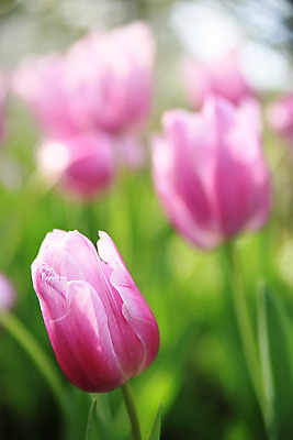 포토 JPG 해외이미지 모양 나무 식물 디자인 계절 공원 꽃잎 꽃 분홍색 꽃다발 백그라운드 잎 꽃무늬 패턴 자연 하늘 지붕 추상 휴가 주택 미술 풍경 사람없음 야외 빨간색 초록색 여름 파란색 빛 컬러풀 태양 정원 맑음 봄 흰색 신선 사찰 닫기 질감 내추럴 고립 스타일 해외202004 해외포토 자연요소 공공시설 컬러 무늬 종교건축 모션 날씨 문화예술 건물 생태계 파일형식 이미지허브