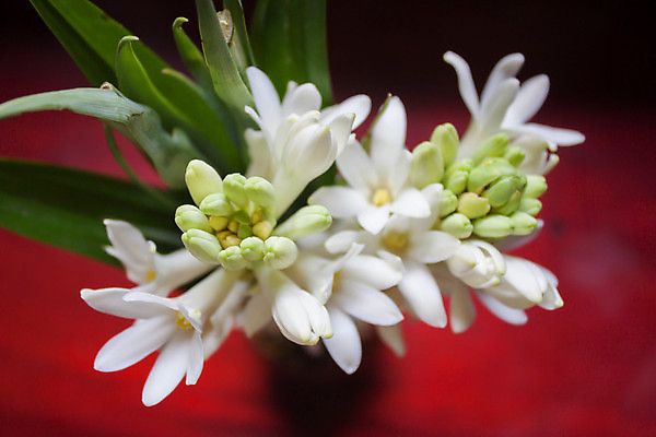 포토 JPG 해외이미지 식물 꽃잎 꽃 별 줄기 백그라운드 잎 꽃무늬 자연 동양인 사람없음 야외 초록색 검은색 벚꽃 흰색 나뭇가지 축하 신선 개화 우아함 다발 향수 원예 향기 아로마테라피 내추럴 이국적 해외202004 해외포토 자연요소 나무 컬러 컨셉 무늬 인종 취미 화장품 생태계 냄새 테라피 파일형식 이미지허브