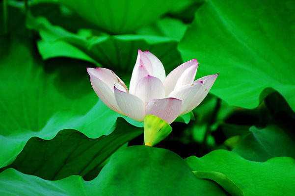 포토 JPG 해외이미지 사람없음 눈송이 감사 해외202004 해외포토 감정 눈_날씨 파일형식 이미지허브