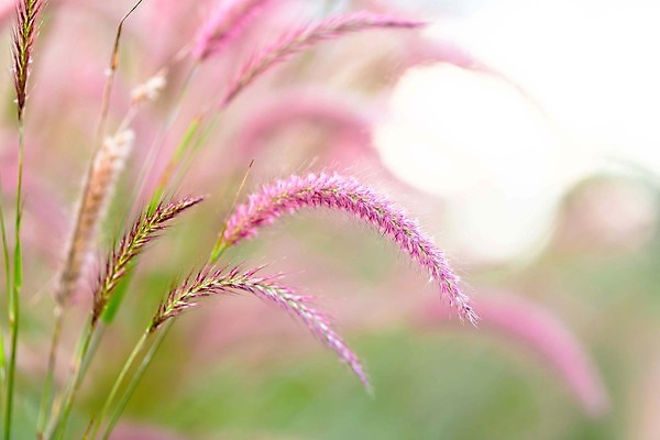 포토 JPG 해외이미지 나무 식물 꽃 백그라운드 잎 밭 자연 하늘 사람없음 장식 여름 환경 숲 해외202004 해외포토 계절 농업 생태계 파일형식 이미지허브
