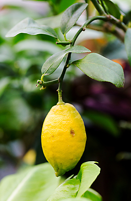 포토 JPG 해외이미지 나무 식물 음식 잎 농업 과일 자연 귤 주택 건강 사람없음 내부 장식 초록색 노란색 정원 주스 방 수확 성장 나뭇가지 신선 냄비 레몬 레모네이드 피부 묘사 유기농 원예 날것 성분 내추럴 숙성 신맛 울퉁불퉁 핸드메이드 스타일 해외202004 해외포토 웰빙 산업 음료 컬러 취미 건물 신체부위 맛 솥 생태계 에이드 파일형식 이미지허브