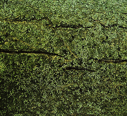 포토 JPG 해외이미지 나무 식물 디자인 선 백그라운드 패턴 자연 표면 추상 이끼 사람없음 목재 초록색 햇빛 갈색 환경 고통 껍질 나뭇가지 소나무 거친 숲 낟알 피부 묘사 부식 질감 매듭 나무껍질 내추럴 외양간 곰팡이 그런지 썩음 옛날 해외202004 해외포토 감정 컬러 무늬 재료 신체부위 태양 생태계 파일형식 이미지허브