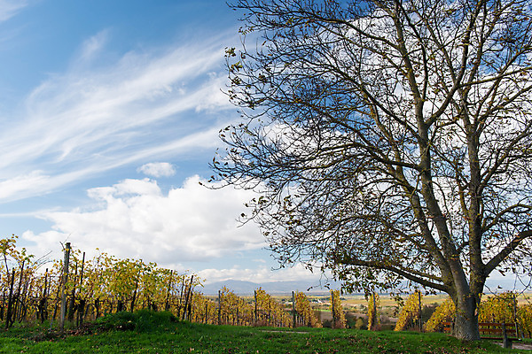 포토 JPG 해외이미지 식물 계절 유럽 산업 문화 지구 음식 여행 잎 밭 농업 과일 자연 하늘 포도 풍경 사람없음 야외 초록색 여름 파란색 농장 와인 계곡 수확 성장 가을 시골 땅 지중해 언덕 유기농 포도밭 포도나무 지역 내추럴 땅바닥 밭일 양조장 세련 해외202004 해외포토 웰빙 나라 바다 컬러 바닥 주류 과일나무 생태계 파일형식 이미지허브