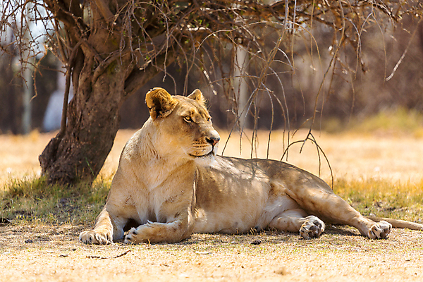 포토 JPG 해외이미지 동물 야생동물 포유류 아프리카 사람없음 고양이 위험 사자 큼 사파리 육식동물 웅장함 해외202004 해외포토 나라 컨셉 반려동물 크기 파일형식 이미지허브