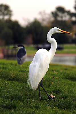 포토 JPG 해외이미지 호수 야생동물 여행 자연 조류 사람없음 야외 세로 물 환경 흰색 연못 황무지 습지 큼 내추럴 단아함 생태학 플로리다 해외202004 해외포토 자연요소 동물 교육 컬러 미국 크기 생태계 파일형식 이미지허브