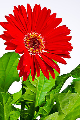 포토 JPG 해외이미지 식물 꽃 꽃다발 꽃무늬 자연 사람없음 장식 빨간색 초록색 정원 봄 거베라 해외202004 해외포토 계절 컬러 무늬 생태계 파일형식 이미지허브