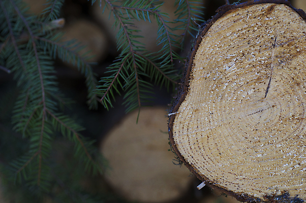 포토 JPG 해외이미지 나무 백그라운드 자연 사람없음 우주 수확 나뭇가지 닫기 숲 수목 해외202004 해외포토 식물 농업 모션 생태계 파일형식 이미지허브
