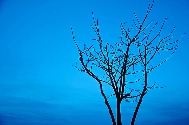 포토 JPG 해외이미지 나무 구름 디자인 실루엣 백그라운드 통신 자연 하늘 그림자 사람없음 가로 파란색 빛 검은색 어둠 달 죽음 닫기 야간 달빛 오브젝트 그림 장면 옛날 해외202004 해외포토 자연요소 식물 컬러 모션 촬영기법 생태계 파일형식 이미지허브