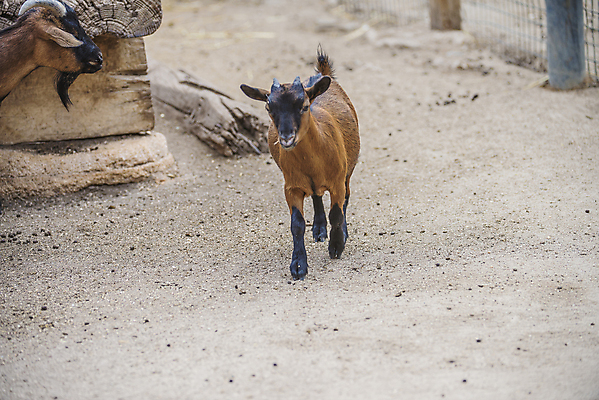 포토 JPG 해외이미지 동물 야생동물 포유류 자연 사슴 뿔 사람없음 야외 머리 흰색 트로피 사냥 사냥꾼 주둥이 이국적 총구 해외202004 해외포토 직업 컬러 신체부위 상_우승 생태계 파일형식 이미지허브