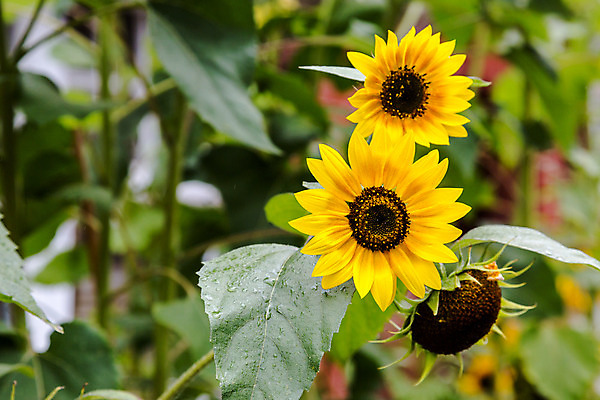 포토 JPG 해외이미지 식물 계절 꽃잎 꽃 백그라운드 잎 꽃무늬 밭 농업 오렌지 자연 하늘 해바라기 씨앗 사람없음 야외 초록색 여름 파란색 컬러풀 태양 농장 노란색 환경 정원 맑음 벚꽃 시골 원형 개화 꽃집 원예 장면 내추럴 해외202004 해외포토 자연요소 도형 산업 컬러 무늬 과일 날씨 취미 상점 생태계 파일형식 이미지허브