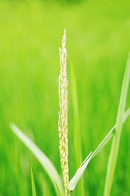 포토 JPG 해외이미지 식물 산업 아시아 백그라운드 잎 농업 태국 자연 하늘 밥 들기 동양인 사람없음 초록색 물 여름 농작물 햇빛 농가 농장 농경지 환경 맑음 봄 시골 신선 농부 소프트포커스 낟알 에코 내추럴 논밭 밭일 블러 생태학 이슈 카피스페이스 해외202004 해외포토 자연요소 직업 계절 교육 나라 음식 컬러 밭 모션 날씨 논 촬영기법 인종 태양 공백 생태계 파일형식 이미지허브