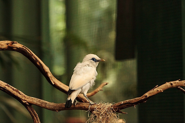 포토 JPG 해외이미지 야생동물 자연 조류 사람없음 깃털 부리 인도네시아 해외202004 해외포토 동물 아시아 생태계 파일형식 이미지허브