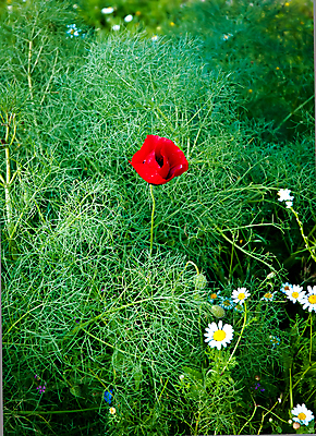 포토 JPG 해외이미지 식물 꽃 밭 농업 자연 하늘 바람 사람없음 가로 빨간색 초록색 파란색 농작물 농장 침묵 봄 꿈 성장 시골 뜨거움 고독 밀 각도 장면 양귀비 해외202004 해외포토 자연요소 계절 감정 산업 컬러 날씨 곡류 소리 생태계 파일형식 이미지허브