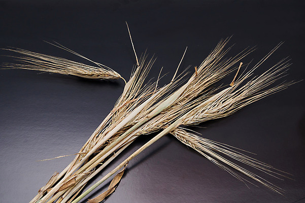 포토 JPG 해외이미지 식물 겨울 밭 채소 자연 옥수수 서기 사람없음 경제 농작물 머리 농사 봄 수확 시골 낟알 시리얼 밀 보리 귀 스파이크 호밀 귀리 해외202004 해외포토 계절 음식 농업 모션 곡류 신체부위 생태계 파일형식 이미지허브