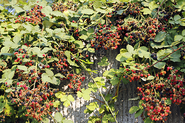 포토 JPG 해외이미지 식물 열매 음식 벽 잎 과일 자연 건강 사람없음 야외 빨간색 정원 맑음 검은색 성장 나뭇가지 닫기 준비 유기농 산딸기 시멘트 블랙베리 내추럴 숙성 해외202004 해외포토 나무 웰빙 컬러 모션 날씨 생태계 파일형식 이미지허브