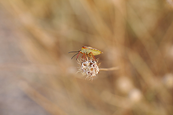 포토 JPG 해외이미지 식물 동물 커플 계절 꽃 선 곤충 2 꽃무늬 자연 풍경 잔디 사람없음 빨간색 여름 노란색 머리 평화 환경 정원 검은색 침묵 줄무늬 추위 벚꽃 흰색 신선 분위기 닫기 벌레 딱정벌레 강렬 아욱 양발 전경 해외202004 해외포토 컬러 컨셉 무늬 관계 모션 신체부위 소리 생태계 파일형식 탑뷰 이미지허브