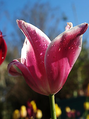 포토 JPG 해외이미지 식물 꽃잎 꽃 꽃무늬 밭 자연 사람없음 정원 보라색 봄 튤립 벚꽃 개화 원예 해외202004 해외포토 계절 컬러 무늬 농업 취미 생태계 파일형식 이미지허브