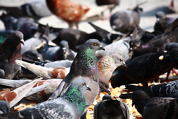 포토 JPG 해외이미지 동물 날개 자연 조류 사람없음 침묵 그룹 깃털 비둘기 커뮤니티 해외202004 해외포토 소리 생태계 파일형식 이미지허브