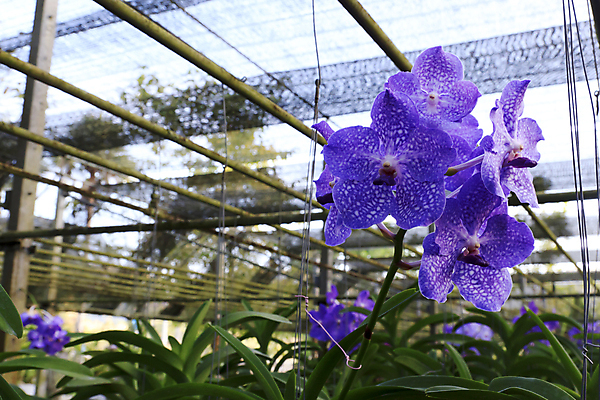 포토 JPG 해외이미지 식물 꽃잎 꽃 꽃다발 꽃무늬 사람없음 초록색 파란색 컬러풀 벚꽃 개화 난초 호접란 해외202004 해외포토 컬러 무늬 파일형식 이미지허브