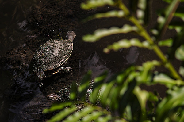 포토 JPG 해외이미지 동물 야생동물 바다 섬 여행 백그라운드 파충류 자연 휴가 종류 양서류 어류 사람없음 빨간색 초록색 물 여름 파란색 반려동물 갈색 머리 환경 수중 껍질 흰색 산호 거북이 보호 암초 멸종 느림 내추럴 고립 동물상 옛날 이국적 해외202004 해외포토 자연요소 계절 컬러 컨셉 신체부위 조형물 수중동물 자포동물 생태계 파일형식 이미지허브