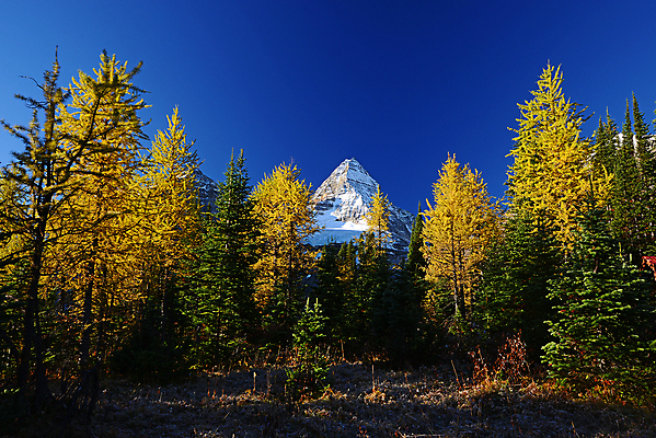 포토 JPG 해외이미지 나무 계절 공원 잎 캐나다 자연 아침 산 풍경 사람없음 빛 햇빛 노란색 가을 황무지 정상 빙하 멀리 절정 로키산맥 해외202004 해외포토 주간 식물 공공시설 컬러 북아메리카 태양 생태계 파일형식 이미지허브