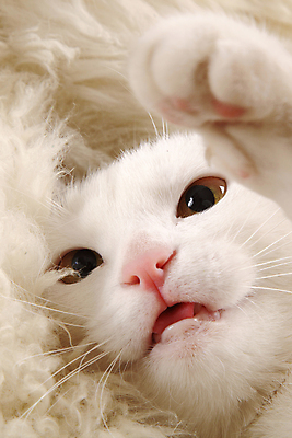 포토 JPG 해외이미지 동물 1 포유류 털 사람없음 반려동물 고양이 분노 짜증 흰색 입 양모 해외202004 해외포토 감정 컬러 신체부위 직물 파일형식 이미지허브