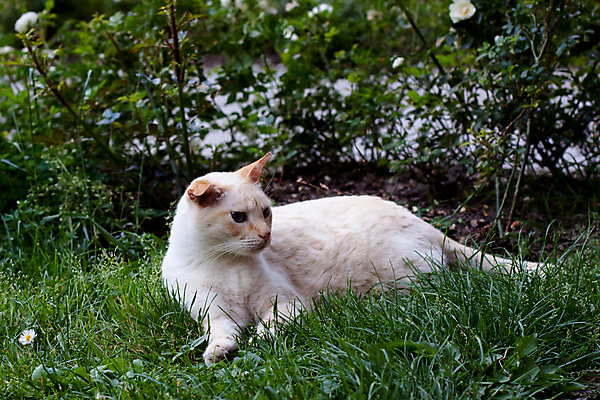 포토 JPG 해외이미지 동물 1 응시 꽃 포즈 자연 사람없음 야외 가로 초록색 반려동물 고양이 흰색 관목 크림 거짓말 해외202004 해외포토 나무 식물 시선 컬러 포유류 생태계 파일형식 이미지허브