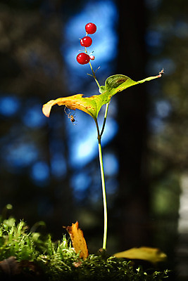 포토 JPG 해외이미지 식물 전통 계절 열매 음식 백그라운드 잎 자연 유리 포도 디저트 요정 사탕 이야기 풍경 사람없음 야외 컵 빨간색 초록색 여름 파란색 햇빛 태양 파티 환경 할로윈 가을 대접 항아리 사발 맛 거미 레시피 고무 기어가기 해외202004 해외포토 자연요소 식기 컬러 곤충 컨셉 과일 모션 재질 이벤트 도자기 사기그릇 생태계 파일형식 이미지허브