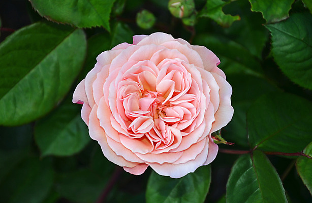 포토 JPG 해외이미지 식물 꽃잎 꽃 분홍색 잎 꽃무늬 자연 사람없음 초록색 장미 정원 봄 벚꽃 개화 꽃봉오리 원예 향기 해외202004 해외포토 계절 컬러 무늬 취미 생태계 냄새 파일형식 이미지허브