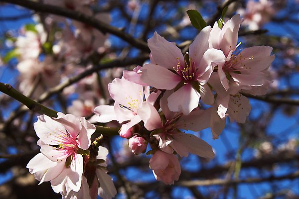포토 JPG 해외이미지 나무 식물 계절 꽃잎 꽃 분홍색 백그라운드 잎 꽃무늬 농업 과일 자연 하늘 사람없음 야외 정원 봄 벚꽃 흰색 나뭇가지 시골 신선 개화 아몬드 내추럴 해외202004 해외포토 산업 컬러 무늬 견과류 생태계 파일형식 이미지허브