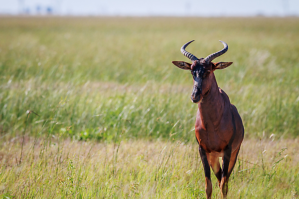 포토 JPG 해외이미지 동물 공원 야생동물 여행 포유류 아프리카 자연 초식동물 뿔 국립공원 종류 사람없음 야외 달러 황무지 보호 사파리 영양 멸종 남쪽 내추럴 남아프리카 동물상 보츠와나 사바나 생태학 전국 해외202004 해외포토 공공시설 교육 나라 컨셉 돈 조형물 방향 생태계 파일형식 이미지허브