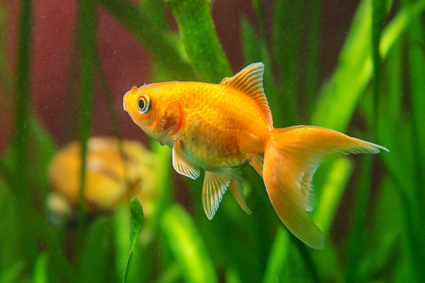 포토 JPG 해외이미지 식물 주택 항해 어류 취미 사람없음 물 노란색 평화 중국 안개 황금 달콤 작음 그림 금붕어 먼지 수족관 잉어 돌봄 해외202004 해외포토 자연요소 아시아 컬러 컨셉 배_교통 모션 날씨 건물 수중동물 맛 크기 파일형식 이미지허브