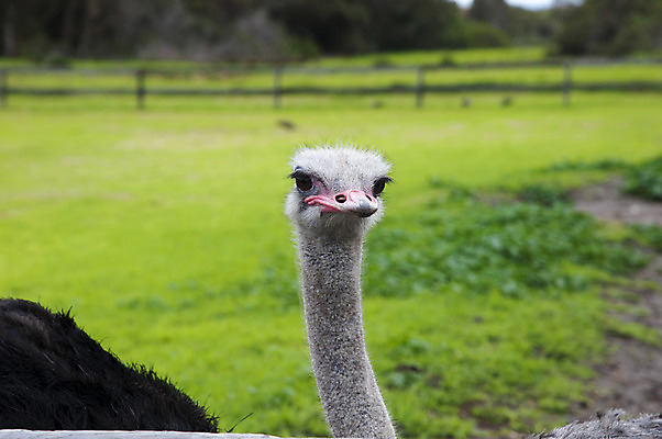 포토 JPG 해외이미지 동물 야생동물 아프리카 조류 사람없음 빨간색 초록색 농장 머리 깃털 부리 보케 타조 남아프리카 해외202004 해외포토 나라 컬러 농업 신체부위 파일형식 이미지허브