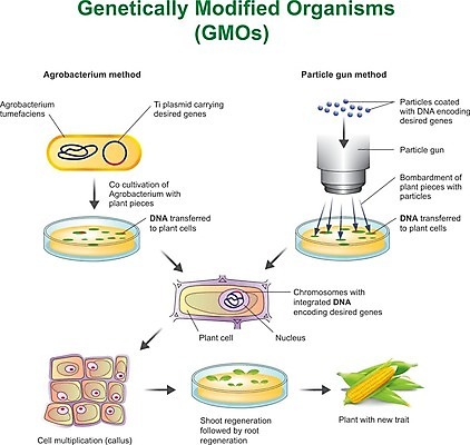 EPS 해외이미지 식물 라이프스타일 산업 음식 과학 농업 일러스트 자연 건강 옥수수 농작물 농장 라벨 정보 수확 신선 달콤 상품 설탕 소매 우표 고립 대두 유전 유전자변형 카놀라 해외202004 해외일러스트 곡류 프레임 생활 맛 생태계 파일형식 벡터 이미지허브