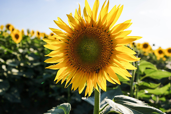 포토 JPG 해외이미지 식물 구름 꽃잎 꽃 백그라운드 잎 꽃무늬 밭 농업 자연 하늘 해바라기 씨앗 풍경 사람없음 야외 초록색 여름 빛 컬러풀 태양 노란색 머리 정원 성장 벚꽃 시골 신선 잡기 개화 황금 생태계 내추럴 밭일 생태학 토스카나 세련 해외202004 해외포토 자연요소 계절 교육 산업 컬러 무늬 모션 신체부위 이탈리아 파일형식 이미지허브