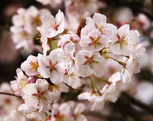 포토 JPG 해외이미지 나무 식물 계절 꽃잎 꽃 줄기 분홍색 백그라운드 꽃무늬 과일 자연 사람없음 야외 새싹 정원 봄 성장 벚꽃 흰색 나뭇가지 개화 체리 닫기 과수원 묘사 꽃가루 꽃수술 해외202004 해외포토 컬러 무늬 농업 모션 가루 생태계 파일형식 이미지허브