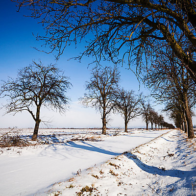 포토 JPG 해외이미지 나무 구름 계절 도로 길 백그라운드 겨울 밭 하늘 바람 산 거리 풍경 사람없음 야외 파란색 햇빛 맑음 냉동 얼음 힘 침묵 추위 흰색 시골 심플 지역 스카이라인 평야 눈내림 카피스페이스 모라비아 해외202004 해외포토 자연요소 식물 컬러 농업 교통시설 자연 날씨 눈_날씨 태양 소리 공백 체코 파일형식 이미지허브