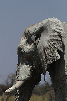 포토 JPG 해외이미지 동물 야생동물 포유류 아프리카 자연 코끼리 사람없음 머리 회색 닫기 큼 사파리 나미비아 스텝 해외202004 해외포토 나라 컬러 모션 신체부위 크기 생태계 남아프리카 파일형식 이미지허브