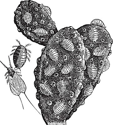 EPS 해외이미지 식물 동물 곤충 농업 절지류 과일 일러스트 자연 미술 농작물 정원 검은색 주스 손상 수확 골동품 흰색 해충 벌레 핥기 빨다 군중 인쇄 먹이 그림 눈금 판화 기생충 수유 옛날 온실 해외202004 해외일러스트 산업 음료 컬러 컨셉 모션 문화예술 사람 바이러스 생태계 파일형식 벡터 이미지허브